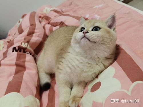 新手养宠物猫怎么买