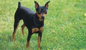 迷你宾莎犬多少钱