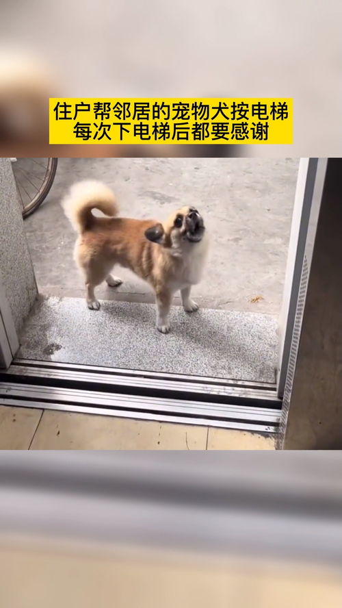 宠物狗搭电梯怎么办啊