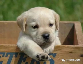 宠物狗没胃口怎么回事儿