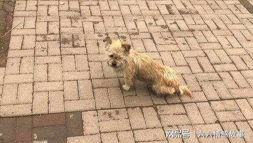 被欺负宠物狗会怎么样呢