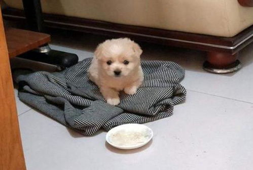 宠物狗一直发抖怎么了