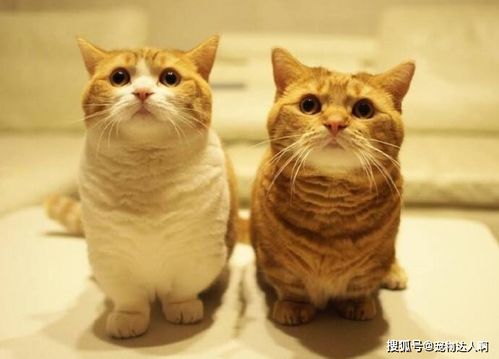 短腿猫怎么配宠物猫的