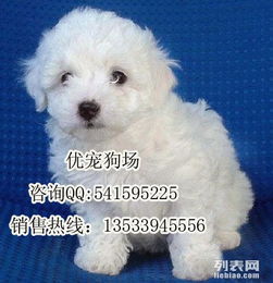 宠物狗怎么买比较好一点
