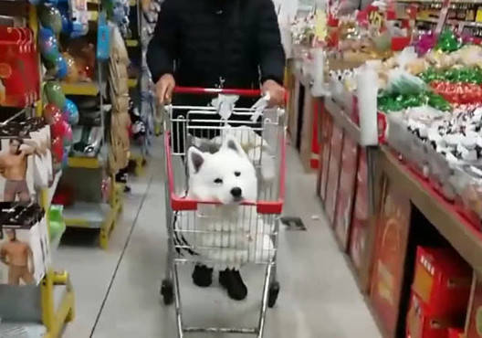 宠物狗怎么买零食推荐点