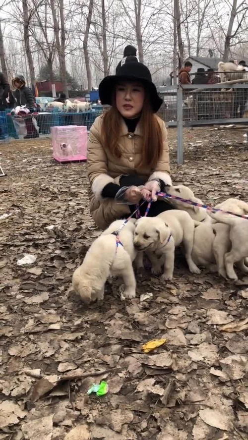 养宠物狗好累啊怎么办
