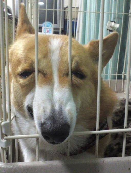 萌汪宠物狗名字怎么取的