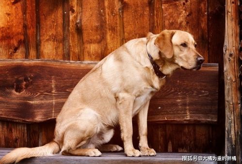 宠物狗被偷拍下来怎么办