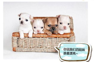 养好多宠物狗怎么办呀