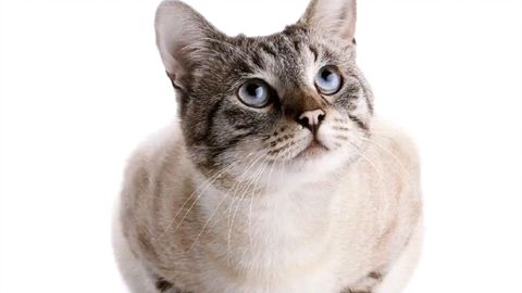 宠物猫能养吗怎么养的呢