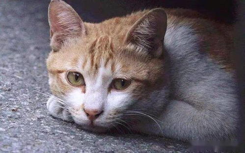 想养只宠物狗猫怎么办呀