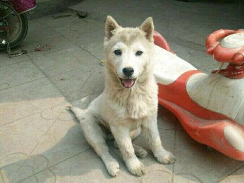 土狗生了只宠物狗怎么办
