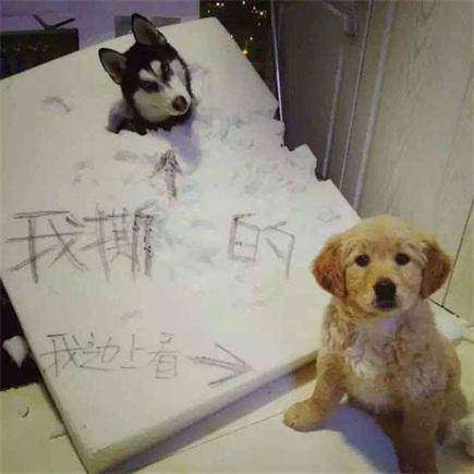 宠物狗冲门叫怎么回事啊