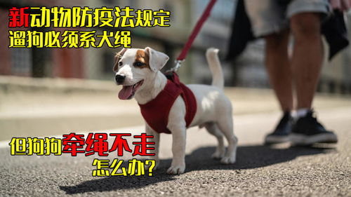 不牵绳宠物狗怎么处理的