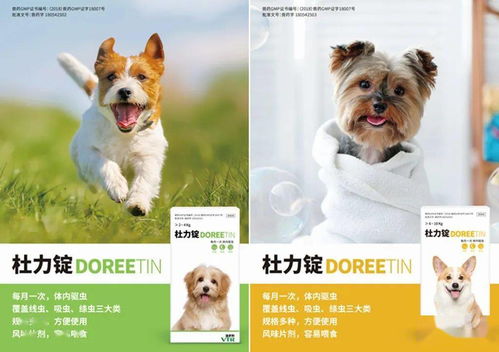 宠物狗拉血便多怎么治疗