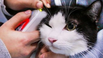 宠物猫医生怎么考
