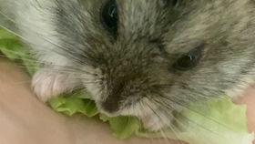 宠物猫仓鼠兔子怎么养