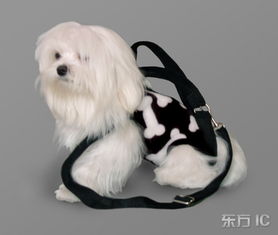 装宠物狗背包怎么装的好看