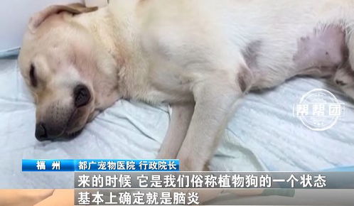 陪宠物狗看病的文案怎么写