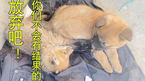 想养狐狸当宠物狗怎么办
