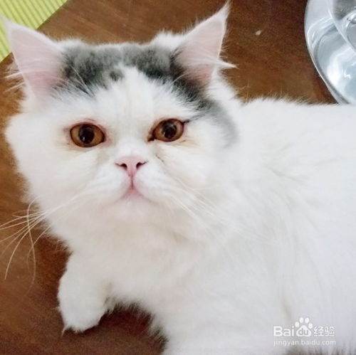 宠物猫什么都不会怎么办