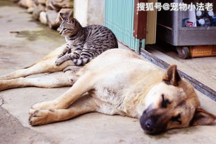 给小狗做宠物猫粮怎么做