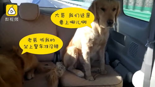 帮人找宠物狗怎么找的呢