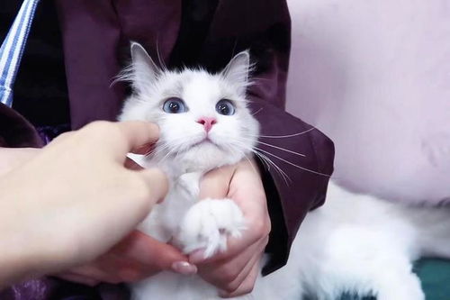 怎么驯服坚韧宠物猫