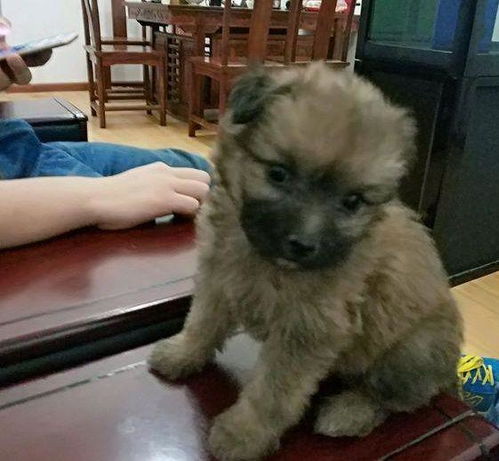 捡回家的宠物狗怎么养的