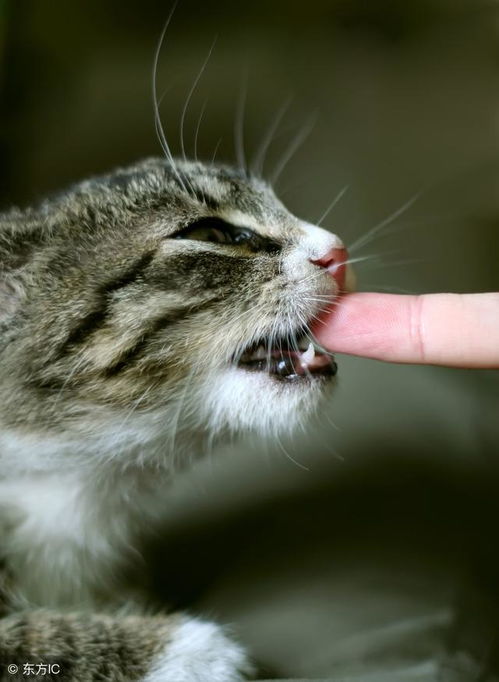 宠物狗被宠物猫抓伤会怎么样