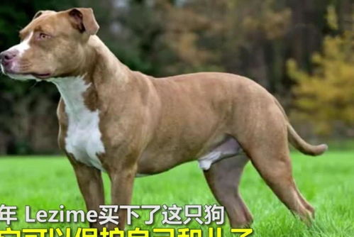 怎么样宠物狗不怕人咬呢