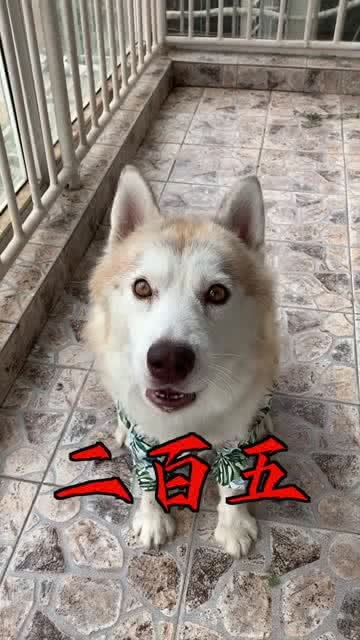 宠物狗主人骂人怎么办呢
