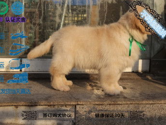 大头宠物狗住宿怎么办啊