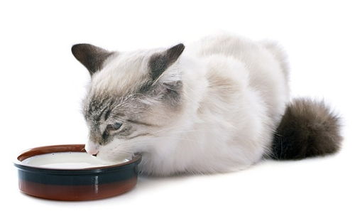 宠物猫的羊奶粉怎么喝的