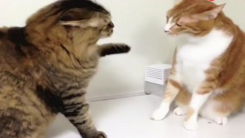宠物猫怎么打
