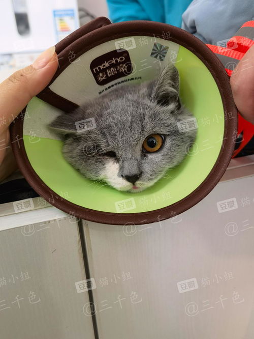 宠物猫独眼怎么养