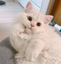 宠物猫用的滴耳液怎么用