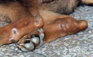 宠物狗感染狂犬病怎么治