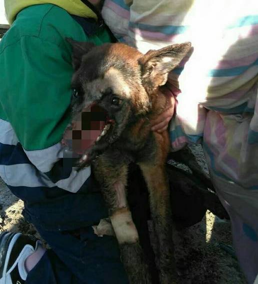 宠物狗被人砍了怎么办啊