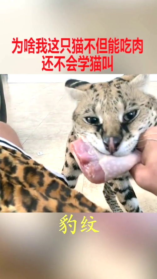 宠物猫怎么不学猫叫