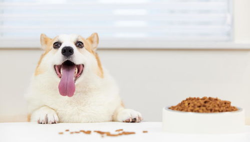 宠物狗怎么能下奶快呢