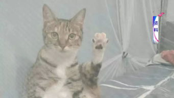 宠物猫车祸怎么赔偿的
