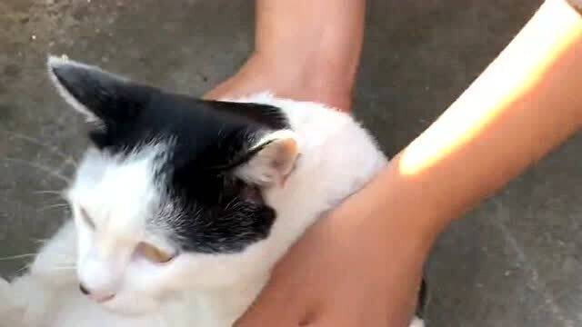 怎么锻炼宠物猫