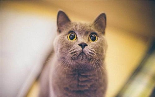 宠物猫吐沫怎么回事