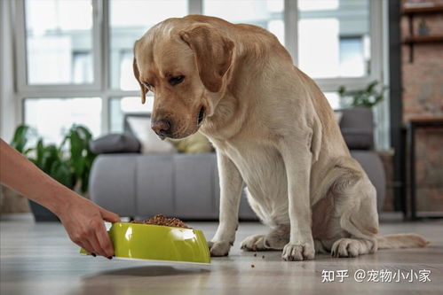 拉布拉多吃多少狗粮
