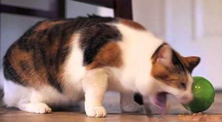 宠物猫怎么喂猫草