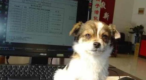 生闷气的宠物狗怎么办呢