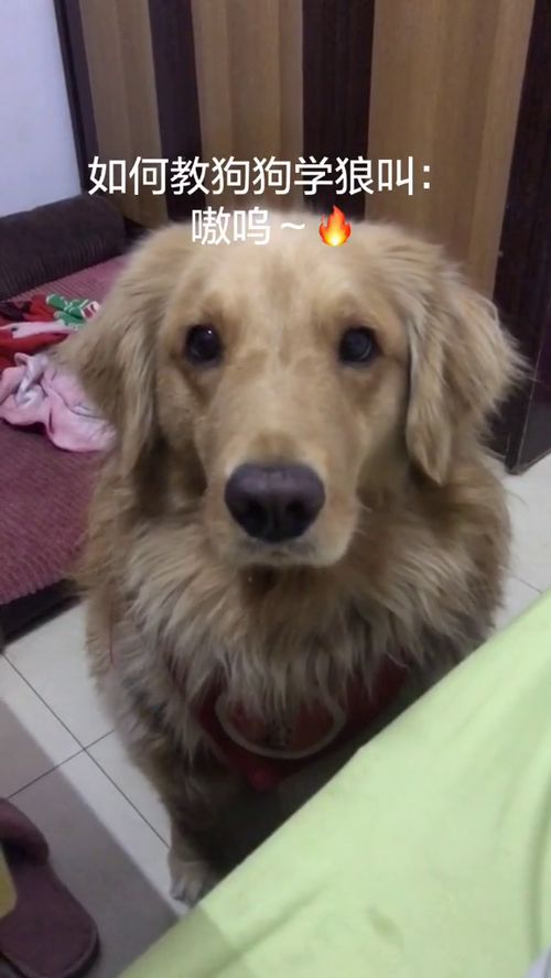 宠物狗怎么样教狗叫呢