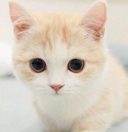 家养宠物猫怎么护理