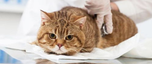 宠物猫是个病猫怎么办啊